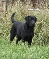 Black Female, a female Labrador Retriever for sale in Oakville, WA – 2 of 3