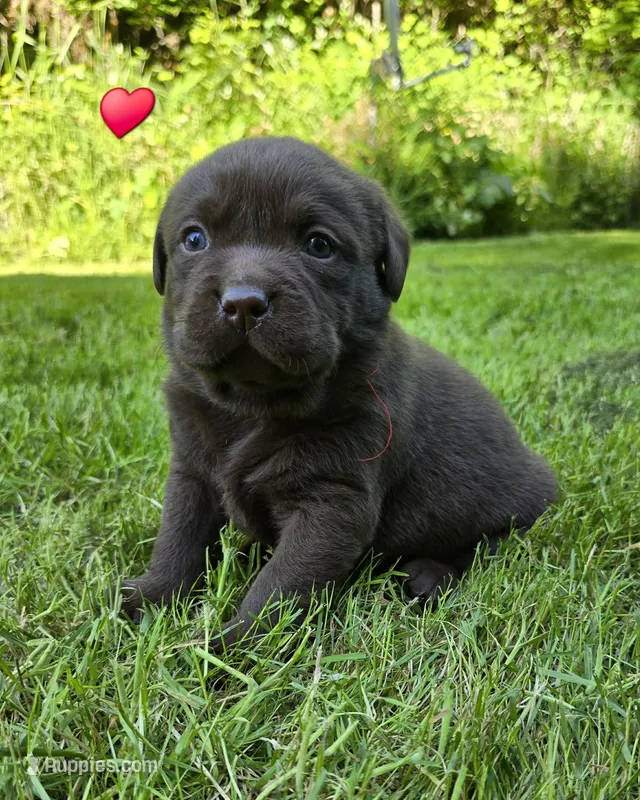 Chocolate Male Labrador  – Labrador Retriever puppy for sale in Oakville, WA