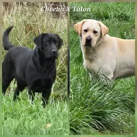 Black and light yellow, a  Labrador Retriever for sale in Oakville, WA – 1 of 1