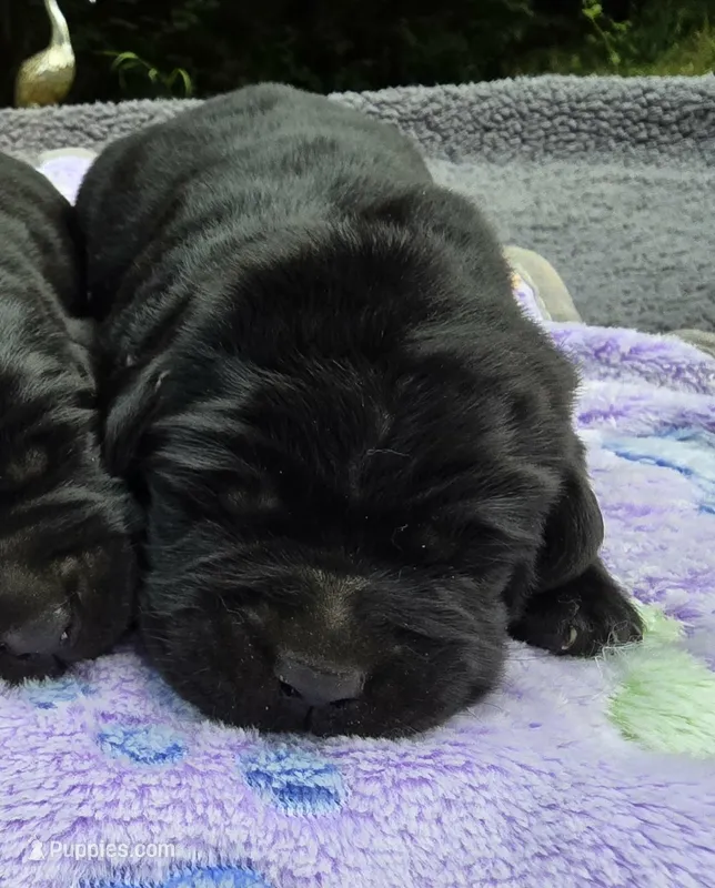 Black Female – Labrador Retriever puppy for sale in Oakville, WA