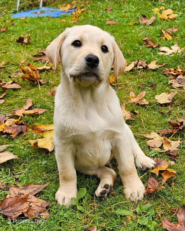 Cream Colored Male, a male Labrador Retriever for sale in Oakville, WA – Photo 1 of 9