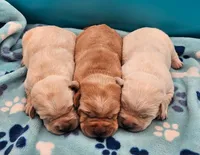 Cream Colored Male, a male Labrador Retriever for sale in Oakville, WA – Photo 7 of 9