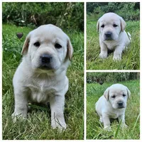 Cream Colored Male, a male Labrador Retriever for sale in Oakville, WA – Photo 6 of 9