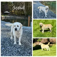 Cream Colored Male, a male Labrador Retriever for sale in Oakville, WA – Photo 8 of 9