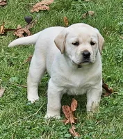 Cream Colored Male, a male Labrador Retriever for sale in Oakville, WA – Photo 5 of 9