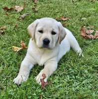 Cream Colored Male, a male Labrador Retriever for sale in Oakville, WA – Photo 2 of 9