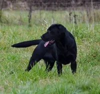 River, a male Labrador Retriever for sale in Oakville, WA – Photo 2 of 6