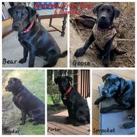 River, a male Labrador Retriever for sale in Oakville, WA – Photo 6 of 6