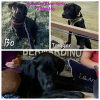 River, a male Labrador Retriever for sale in Oakville, WA – Photo 5 of 6