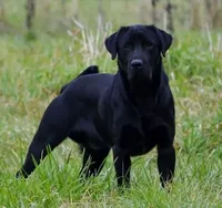 River, a male Labrador Retriever for sale in Oakville, WA – Photo 1 of 6