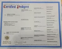 River, a male Labrador Retriever for sale in Oakville, WA – Photo 3 of 6