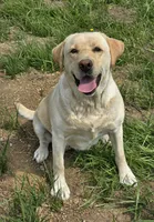 Reese's, a female Labrador Retriever for sale in Oakville, WA – 2 of 3