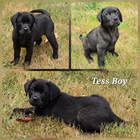 Tess X Fernando Male Ready Now, a male Labrador Retriever for sale in Oakville, WA – Photo 1 of 4