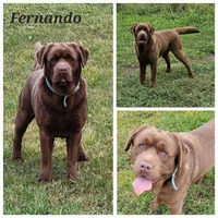 Tess X Fernando Male Ready Now, a male Labrador Retriever for sale in Oakville, WA – Photo 4 of 4