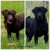 Cocoa X River Orange Collar, a male Labrador Retriever for sale in Oakville, WA – Photo 2 of 5
