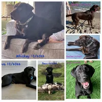 Cocoa X River Orange Collar, a male Labrador Retriever for sale in Oakville, WA – Photo 4 of 5