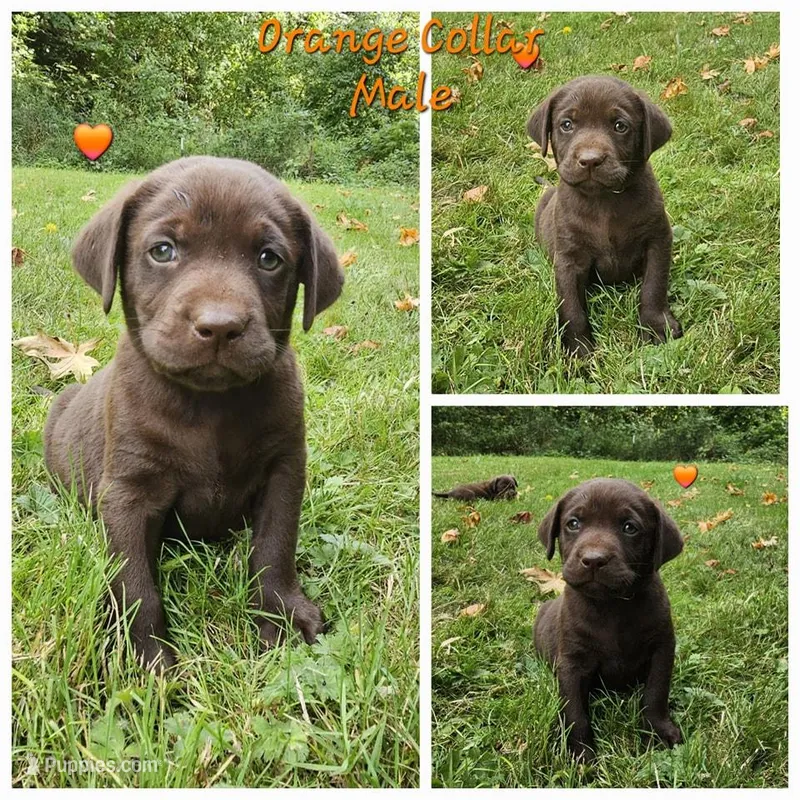 Cocoa X River Orange Collar