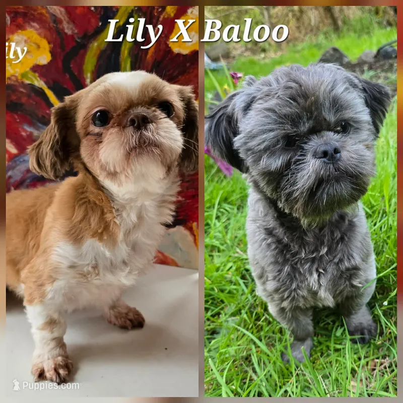 Lily X Baloo – Shih Tzu puppy for sale in Oakville, WA