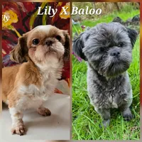 Lily X Baloo, a  Shih Tzu for sale in Oakville, WA – 1 of 5