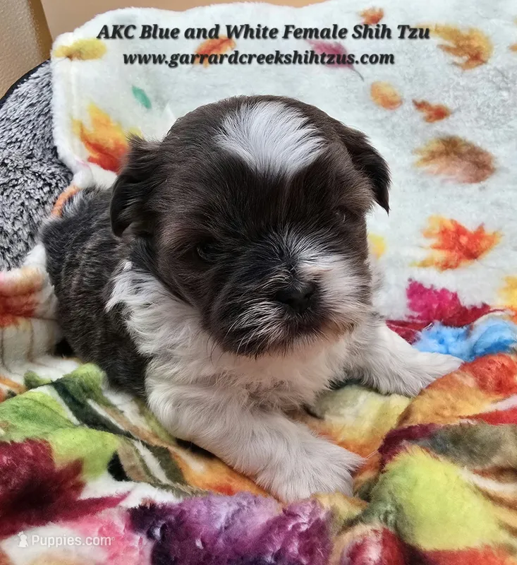 AKC Blue and White Female 1 – Shih Tzu puppy for sale in Oakville, WA
