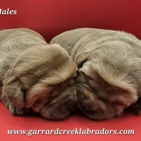 Fox Red Male, a male Labrador Retriever for sale in Oakville, WA – Photo 1 of 4