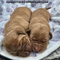 Fox Red Male, a male Labrador Retriever for sale in Oakville, WA – Photo 2 of 4