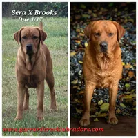 Fox Red Male, a male Labrador Retriever for sale in Oakville, WA – Photo 3 of 4