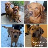 Fox Red Male, a male Labrador Retriever for sale in Oakville, WA – Photo 4 of 4