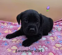 Kush X River Lavender, a female Labrador Retriever for sale in Oakville, WA – Photo 2 of 7