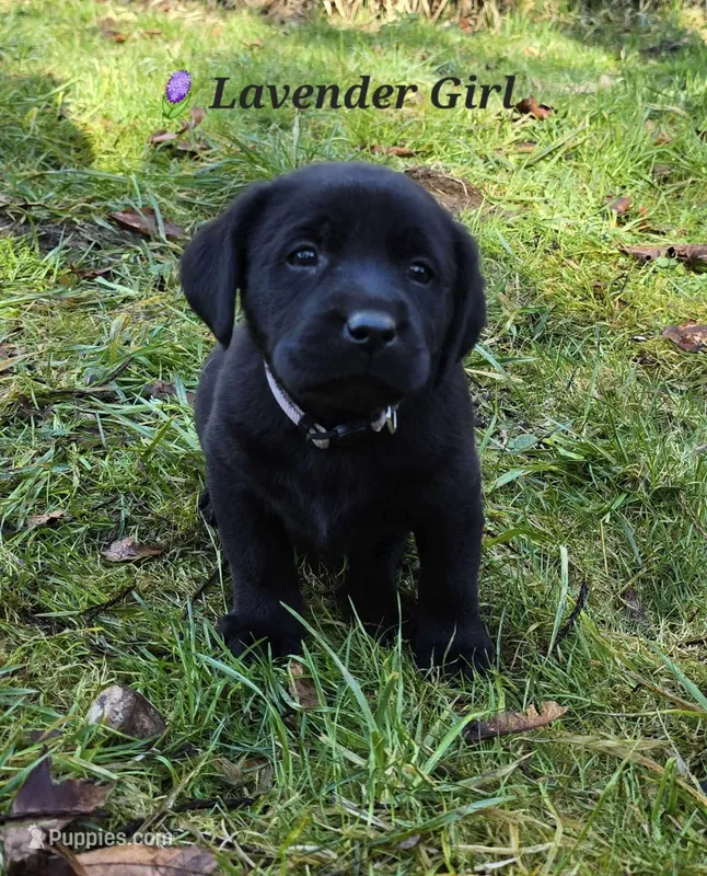 Kush X River Lavender