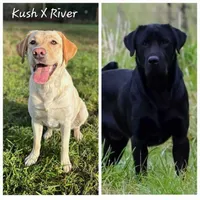 Kush X River Lavender, a female Labrador Retriever for sale in Oakville, WA – Photo 3 of 7