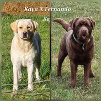 Black Male Labrador, a male Labrador Retriever for sale in Oakville, WA – 2 of 2