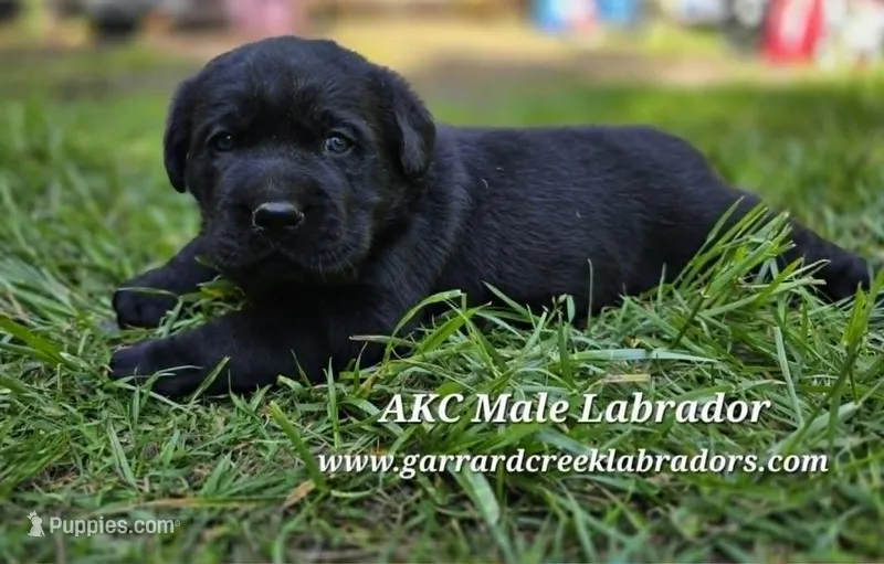 Black Male Labrador – Labrador Retriever puppy for sale in Oakville, WA