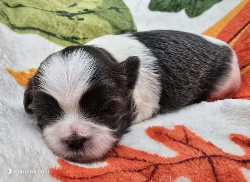 AKC Blue and White Female 2 – Shih Tzu puppy for sale in Oakville, WA