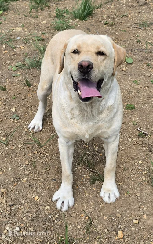Reese's – Labrador Retriever puppy for sale in Oakville, WA