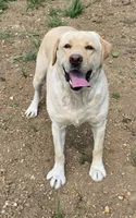 Reese's, a female Labrador Retriever for sale in Oakville, WA – 1 of 3