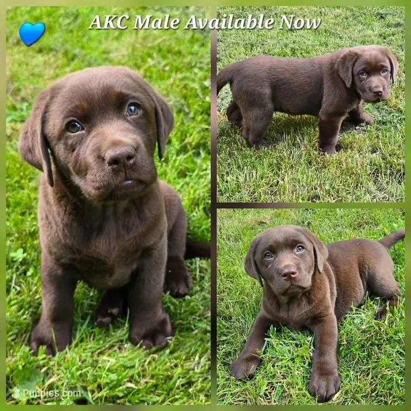 Male Chocolate Lab-Blue Collar – Labrador Retriever puppy for sale in Oakville, WA