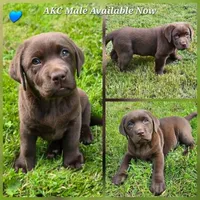 Male Chocolate Lab-Blue Collar, a male Labrador Retriever for sale in Oakville, WA – 1 of 3
