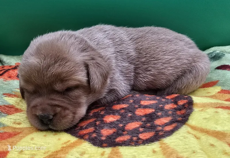 Fox Red Female – Labrador Retriever puppy for sale in Oakville, WA