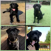 AKC Black Male 3, a male Labrador Retriever for sale in Oakville, WA – 5 of 5