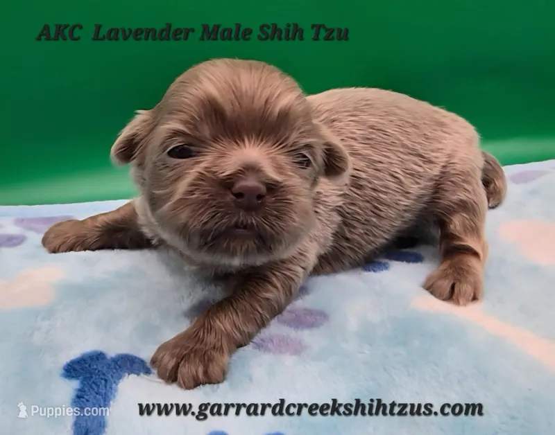 Lavender Male – Shih Tzu puppy for sale in Oakville, WA