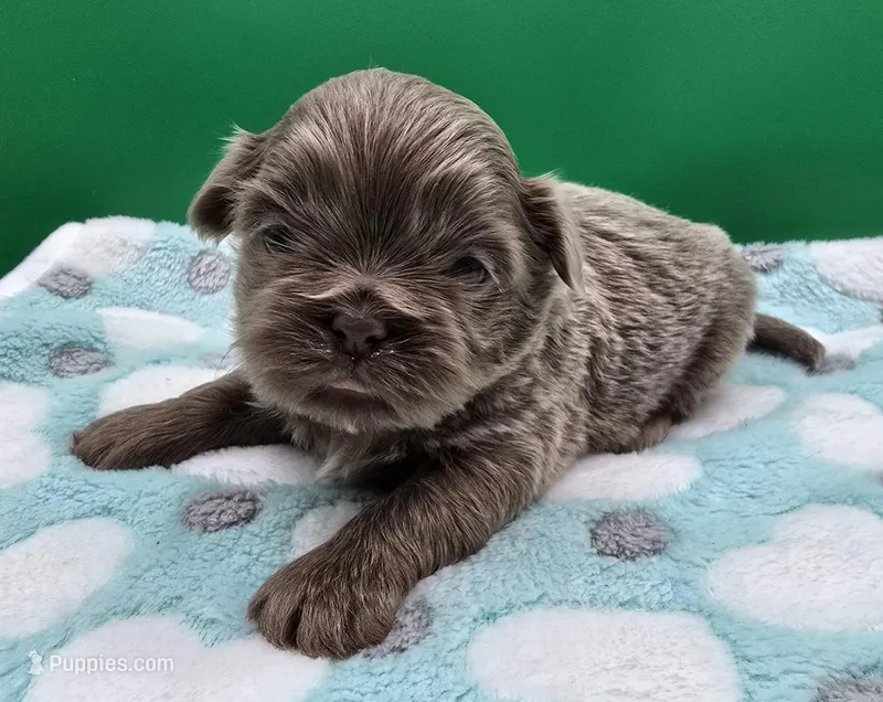 Lavender Male – Shih Tzu puppy for sale in Oakville, WA