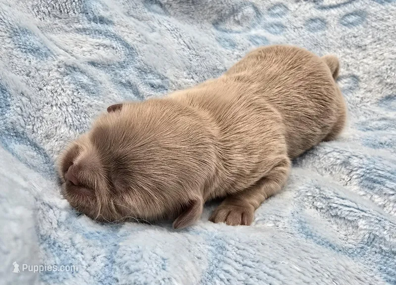 Lavender Male, a male Shih Tzu for sale in Oakville, WA – Photo 1 of 3