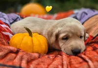 Kush X Talon Miss Yellow, a female Labrador Retriever for sale in Oakville, WA – Photo 3 of 9