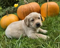 Kush X Talon Miss Yellow, a female Labrador Retriever for sale in Oakville, WA – Photo 2 of 9