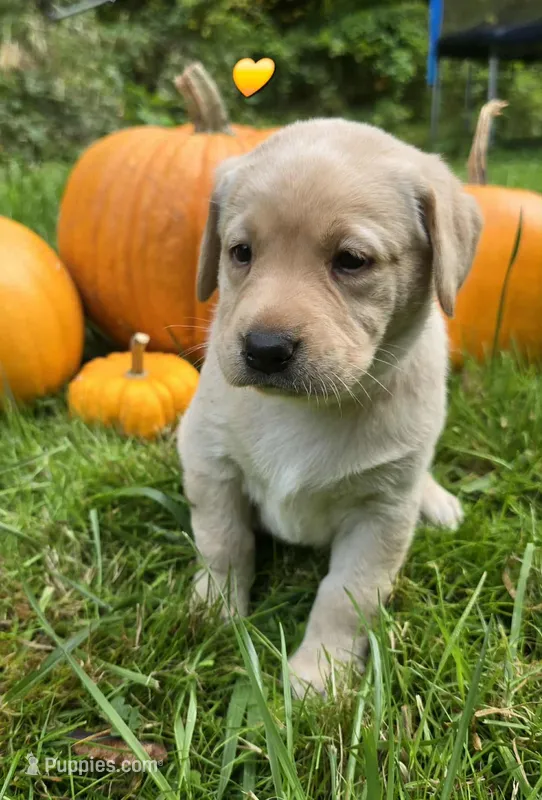 Kush X Talon Miss Yellow, a female Labrador Retriever for sale in Oakville, WA – Photo 1 of 9