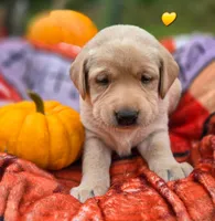 Kush X Talon Miss Yellow, a female Labrador Retriever for sale in Oakville, WA – Photo 4 of 9