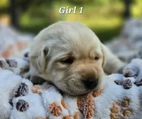 Kush X Talon Miss Yellow, a female Labrador Retriever for sale in Oakville, WA – Photo 6 of 9