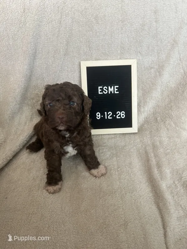 Esme – Lagotto Romagnolo puppy for sale in Maiden, NC