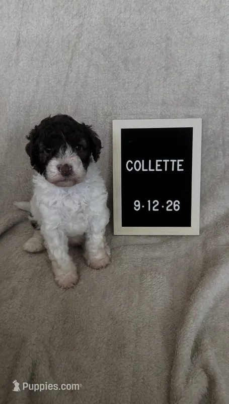 Collette – Lagotto Romagnolo puppy for sale in Maiden, NC